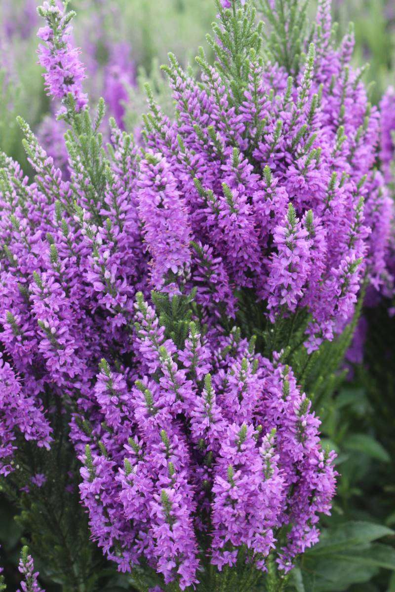 Veronica spicata 'Purple Explosion'
